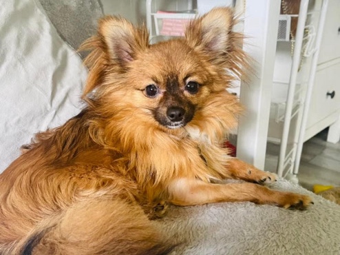 Pomeranian – Gorgeous Ted - Pedigree Pomchi - 4 Years Old