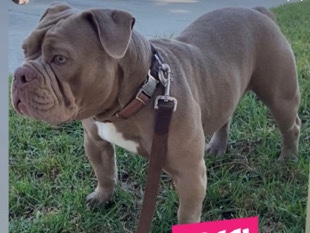 American Bulldog – 100% American bully needs rehome – Los Angeles