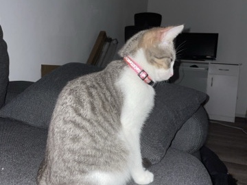 European Shorthair - 2 Katzen Zwillinge  available for adoption in Hamburg