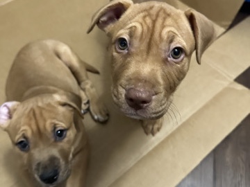 Staffordshire Bull Terrier - Staffordshire Bull Terrier mix with Labrador Retriever Puppies available for adoption in Miami
