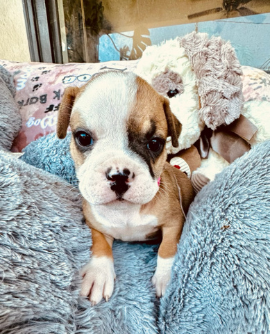American Bulldog – exotic micro American bulldog/bully