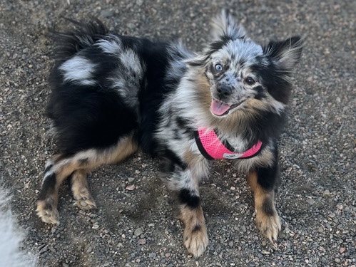 Pomeranian – Female Pomeranian