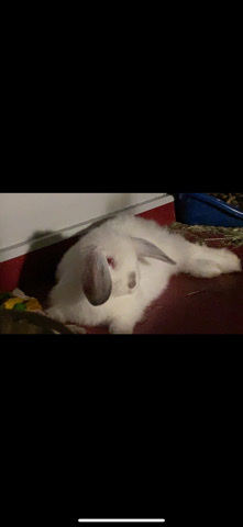 Holland Lop – dwarf holland lop rabbit