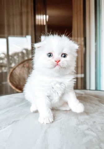Scottish Fold – Scottish Fold Female