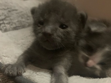 5 kittens need a home