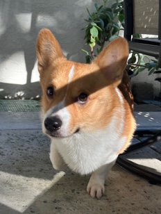 Pembroke Welsh Corgi – corgi needs a new home **free**