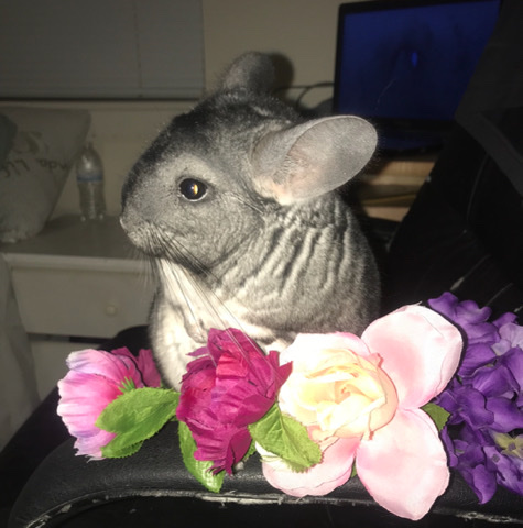 chinchilla – female chinchilla with custom cage, food, and more