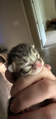 Kittens