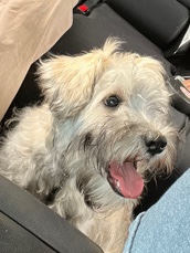 Miniature Schnauzer – 6 month Schnauzer