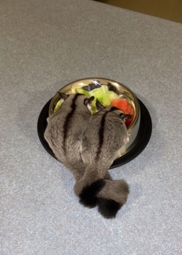 2 Male Brother Sugar Glider