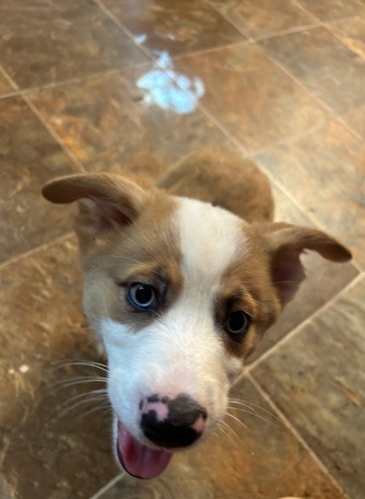 Cardigan Welsh Corgi – Corgi Puppies