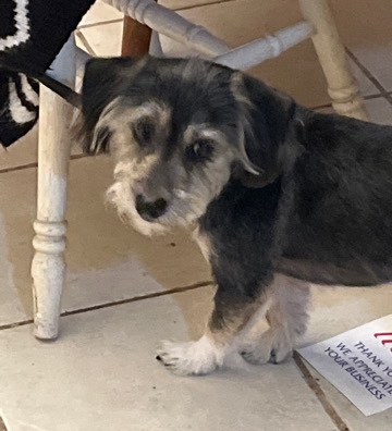Poodle – Schnoodle