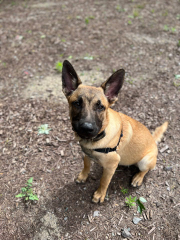 Belgian Shepherd Dog (Malinois) – Loki the pup Of Mischief