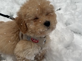 Maltipoo – Maltipoo Welpe Simba sucht ein liebevolles Zuhause – Norderstedt