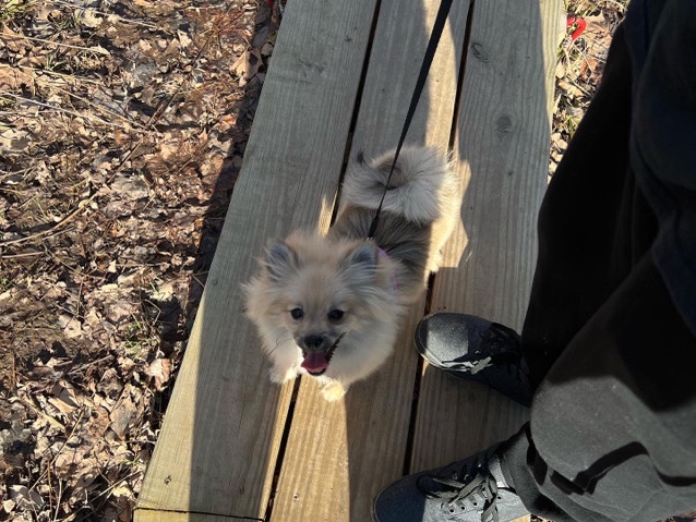 Pomeranian – Adorable Pomeranian Puppy