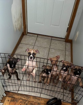 American Pit Bull Terrier – Pitbull terrier