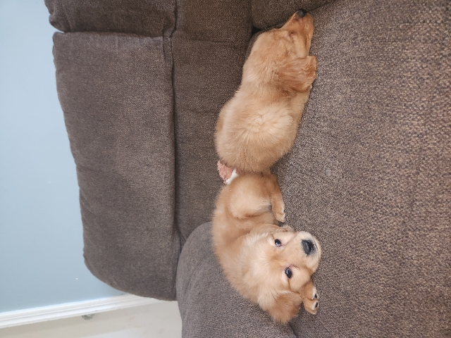 Golden Retriever – Golden retriever puppies