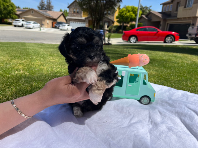 Poodle – puppies shih poodle
