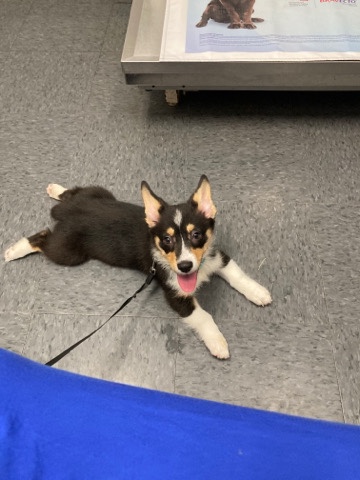 Pembroke Welsh Corgi – 18 Week Old Tri-Color Corgi