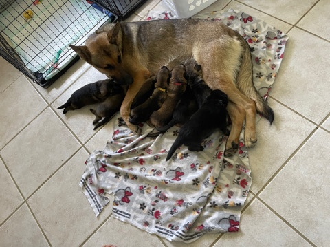 German Shepherd – ACK German Shepard Puppies For Sale