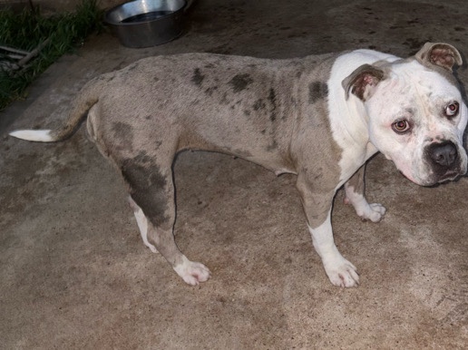Bull Terrier – Luna Girl – Richmond