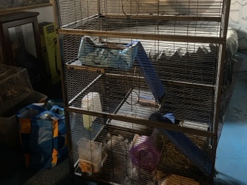 Female Chinchilla Chloe – 1 Year, Cage Included