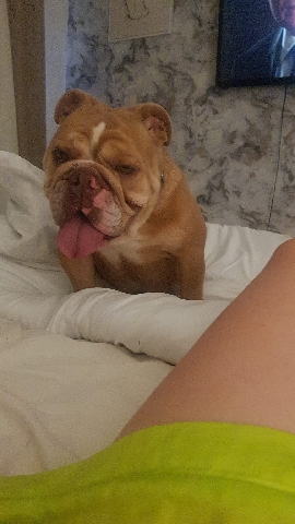 Bulldog – British bulldog