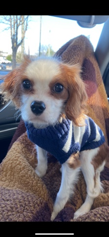 Selling Cavalier King Charles Spaniel 