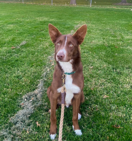 Border Collie – Brown Border Collie