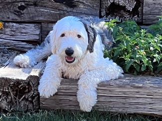 Poodle – Miniature Whoodles & Standard Sheepawhoodles 4Sale