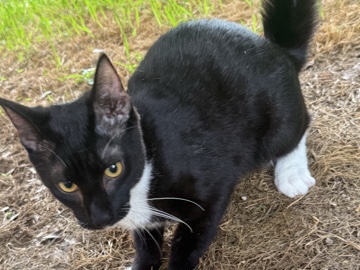 needs a home! – Williamston