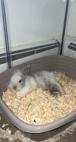 Lionhead – Friendly LionHead Bunny For Sale