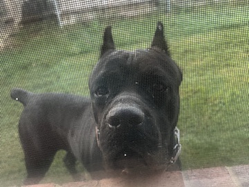 2 year old Cane Corso 