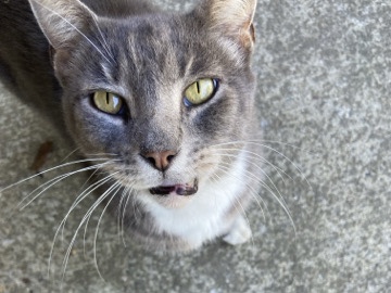 Adult Outdoor Loving Cat