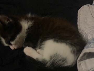 Kitten for sale – Poplar Bluff