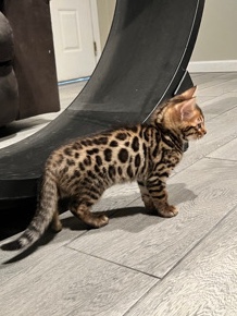 Bengal – Bengal kitten