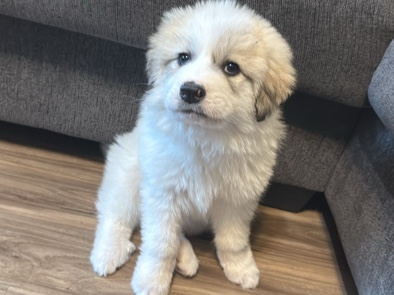 great pyrenees puppy