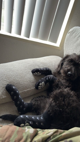 Poodle – Poodle For Sale