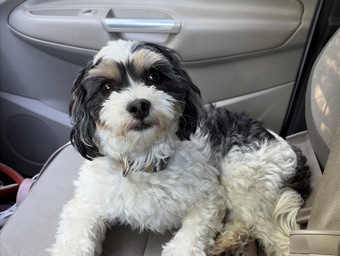 Shih Tzu – Shih Tzu Poodle Mix Puppies Coming Soon – Milwaukee