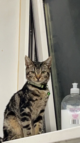 Russian White, Black and Tabby – male kitten needs a loving home