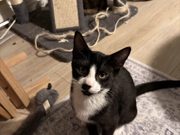 Manx – NEW HOME WITH A NEW TUXEDO KITTEN!! – Cypress