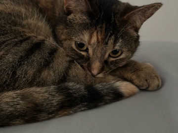 American Shorthair – Cudly Kitty – Cumming