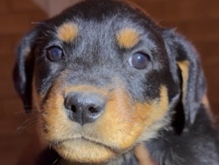 Rottweiler – Rottweiler Puppies – Huntington Beach