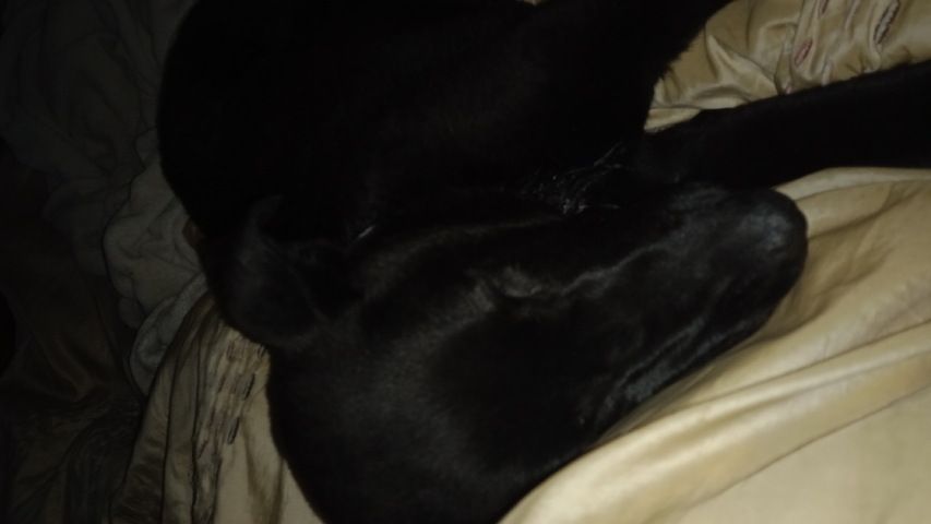 Greyhound – rehoming