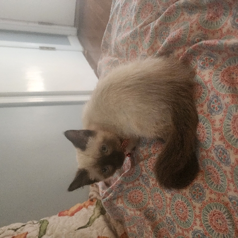 Siamese – siamese kittens 😸