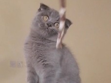 Scottish Fold – Scottish fold solid blue – Al Ain
