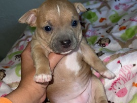 Chihuahua – Chipit Puppies