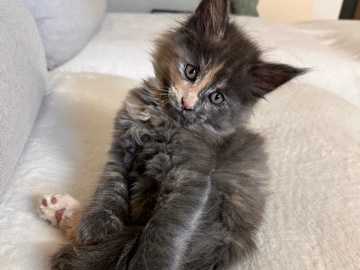 Maine Coon – Maine Coon Kittens – North Vancouver