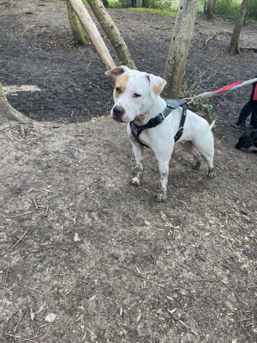 American Bulldog – Friendly American bulldog