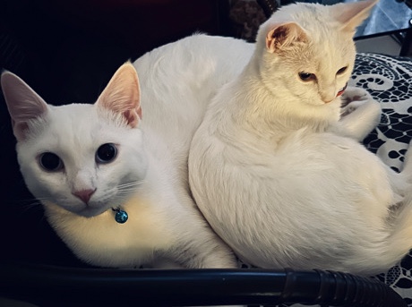 Turkish Angora Litter For Adoption/ Free 